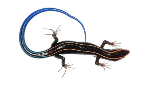 Skink lizard Stock Photos