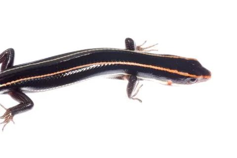 Skink lizard Stock Photos