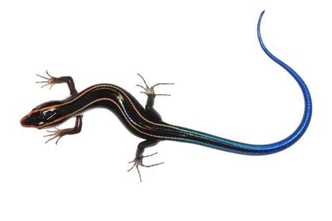 Skink lizard Stock Photos