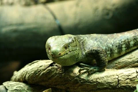 Skink lizard Stock Photos