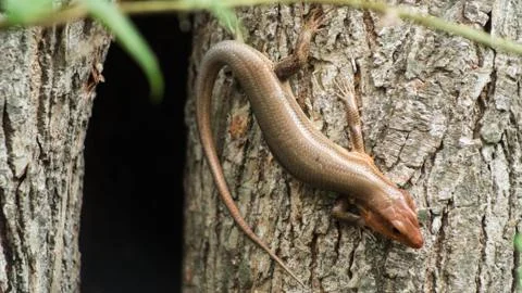 Skink Lizard 库存照片
