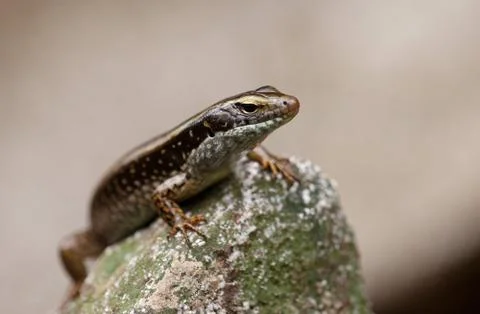 Skink lizard on a rock Stock Photos