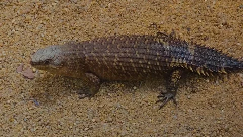 Skink Lizard with spiky tail  Stock Footage 244992197