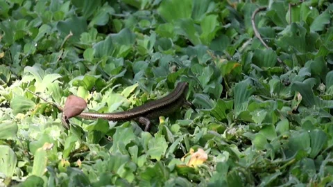 Skink lizard walks on dense water hyacinth on a pond in rural Bangladesh. Stock Footage 320588058