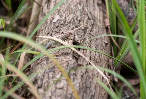 Skink on Log Stock Photos