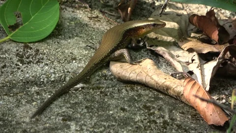 Skink, Malaysia Stock Footage 224401439