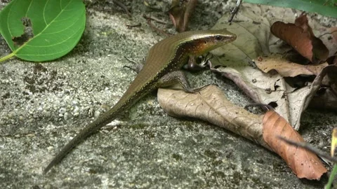 Skink, Malaysia Video stock 224401634
