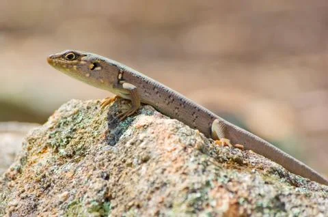 Skink Foto stock