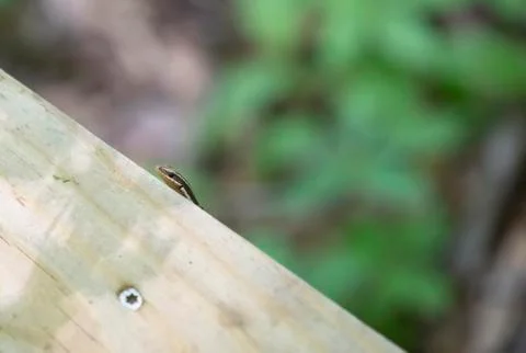 Skink Stock Photos