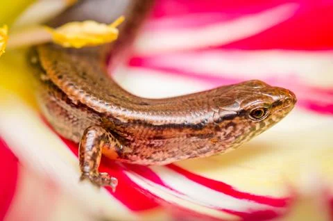 Skink Stock Photos