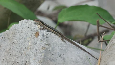 Skink resting on the rock Stock Footage 134640382