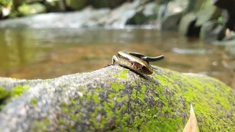 A skink on a rock Stock Footage 115220322