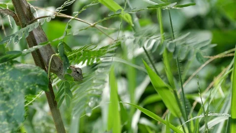 A skink on a small tree. Stock Footage 129732115