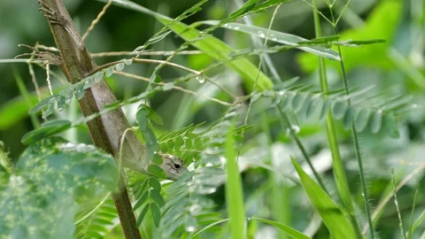 A skink on a small tree. Stock Footage 129732171