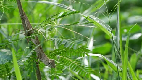 A skink on a small tree. Stock Footage 129732279