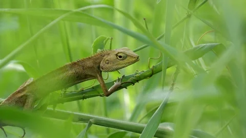 A skink on a small tree. Stock Footage 134921246