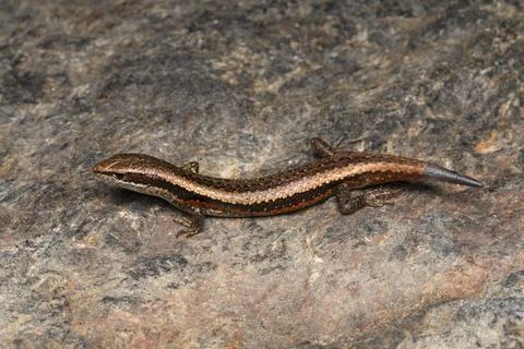 Skinks of the genus Ablepharus are common in forests of the Himalayas. Thes.. Stock Photos