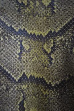 Skinned python leather with scales and colors texture Photos