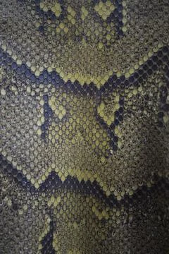 Skinned python leather with scales and colors texture Photos