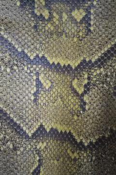 Skinned python leather with scales and colors texture Stockfoto's