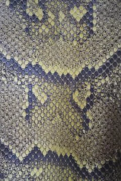 Skinned python leather with scales and colors texture Photos