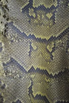 Skinned python leather with scales and colors texture Photos