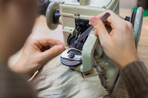 Skinner using sewing machine for stitching fur skin at atelier Stock Photos