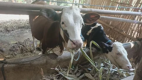 Skinny cow Stock Footage 280279630