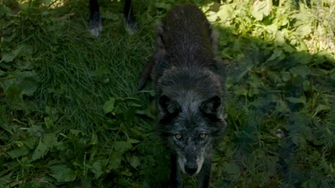 A skinny, dark grey wolf backs away timidly. Shot in slow motion 動画素材 100965457