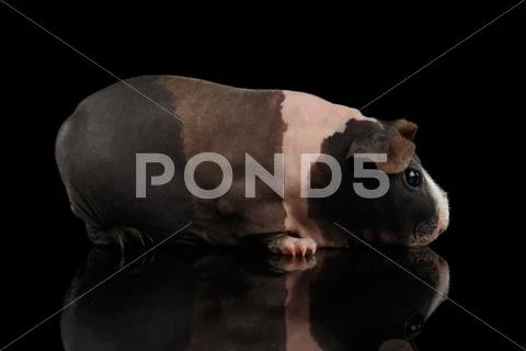 Skinny Guinea pig on isolated black background Stock Photos