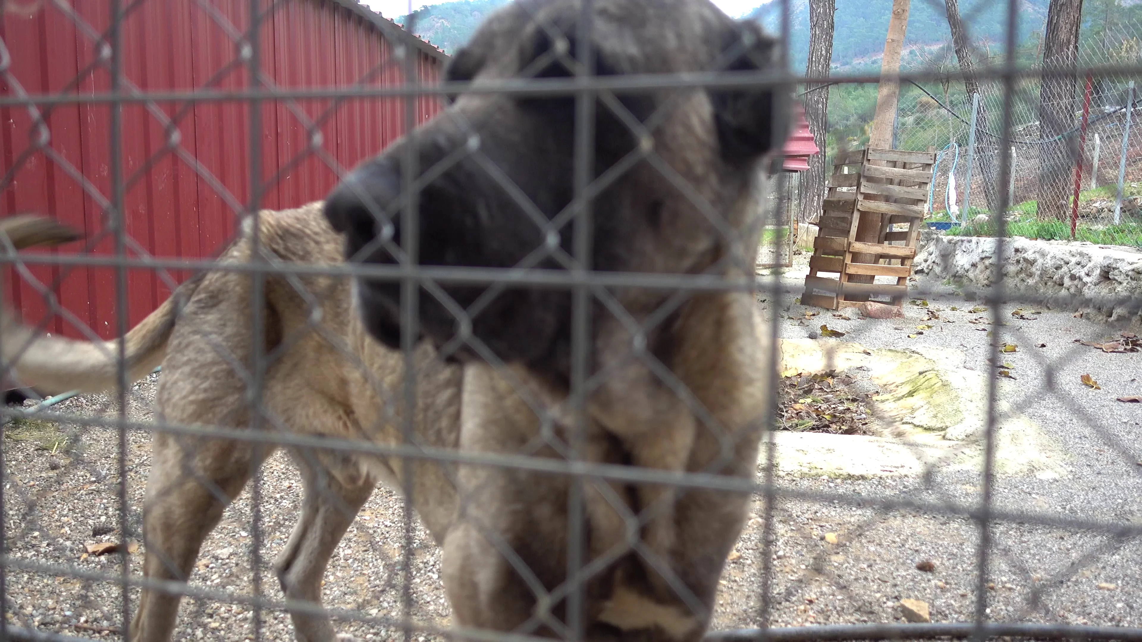 Skinny kangal dog in pen at the shelter | Stock Video | Pond5