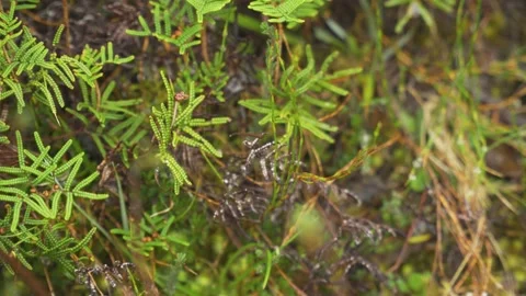 Skinny leech wiggling on the end of a leaf trying to attach to prey Stock Footage 231958549