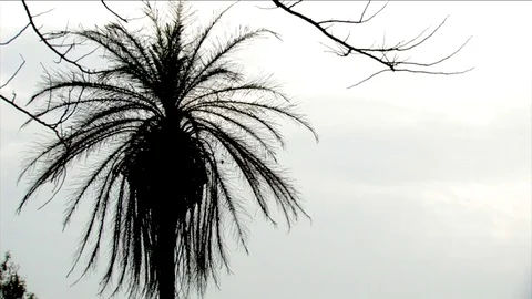 Skinny palmtree in backlight Stock Footage 80416100