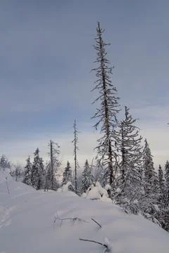 Skinny pine tree surrounded by winter forest landscape photo Stock Photos