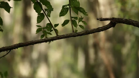 Skinny Tree Branch In Foreground 스톡 동영상 26850105