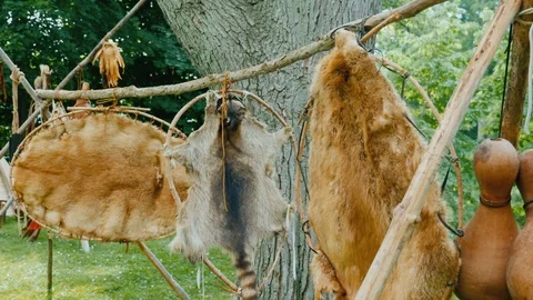 The skins of dead animals are dried in a hunting camp Stock Footage 113612701