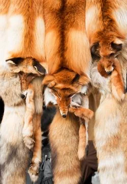 Skins of a red fox Stock Photos