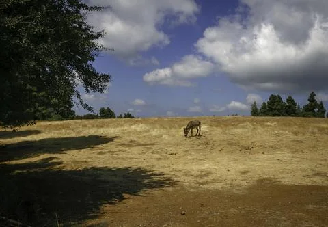 Skiny donkey under the sun at the fields a hot day. Stock Photos