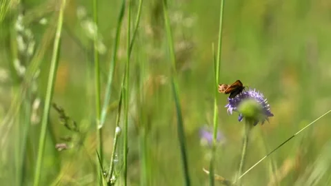 Skipper Butterfly and Bee Territorial Interaction on Scabiosa - 4K Macro Vídeos de archivo 335831724