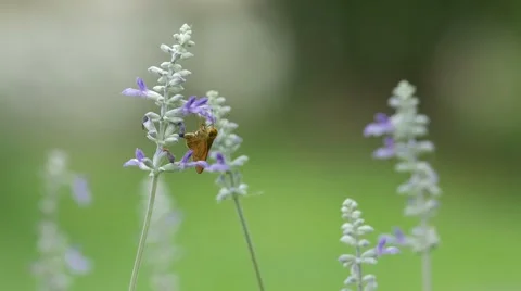 Skipper butterfly drinking nectar from blue salvia flower Video stock 65127163