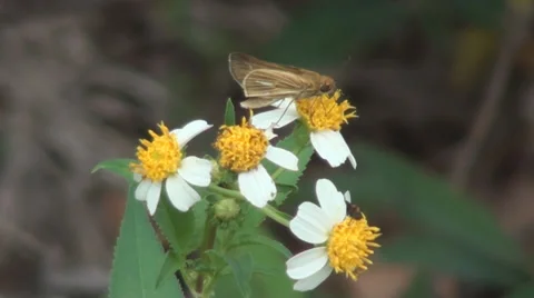 Skipper Butterfly On Flower Stockbeeldmateriaal 39506472