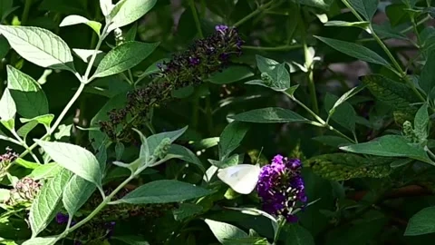 Skipper Butterfly Stock Footage 249550755