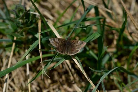 Skipper butterfly in the grass, tiny brown moth Stock Photos