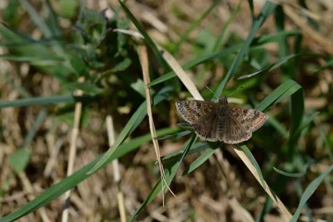 Skipper butterfly in the grass, tiny brown moth Stock Photos