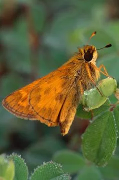 Skipper butterfly on leaf Fotos Stock