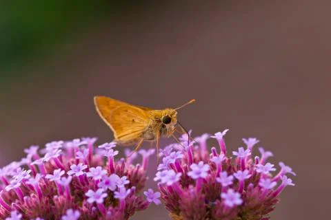 Skipper butterfly Foto stock