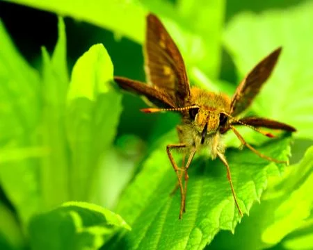 Skipper butterfly Stock Photos