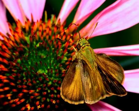 Skipper butterfly Stock Photos