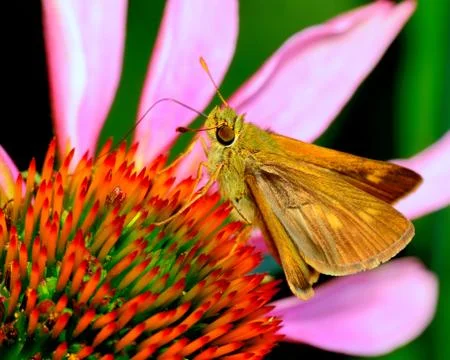 Skipper butterfly Stock Photos