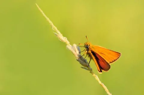 Skipper butterfly Stock Photos